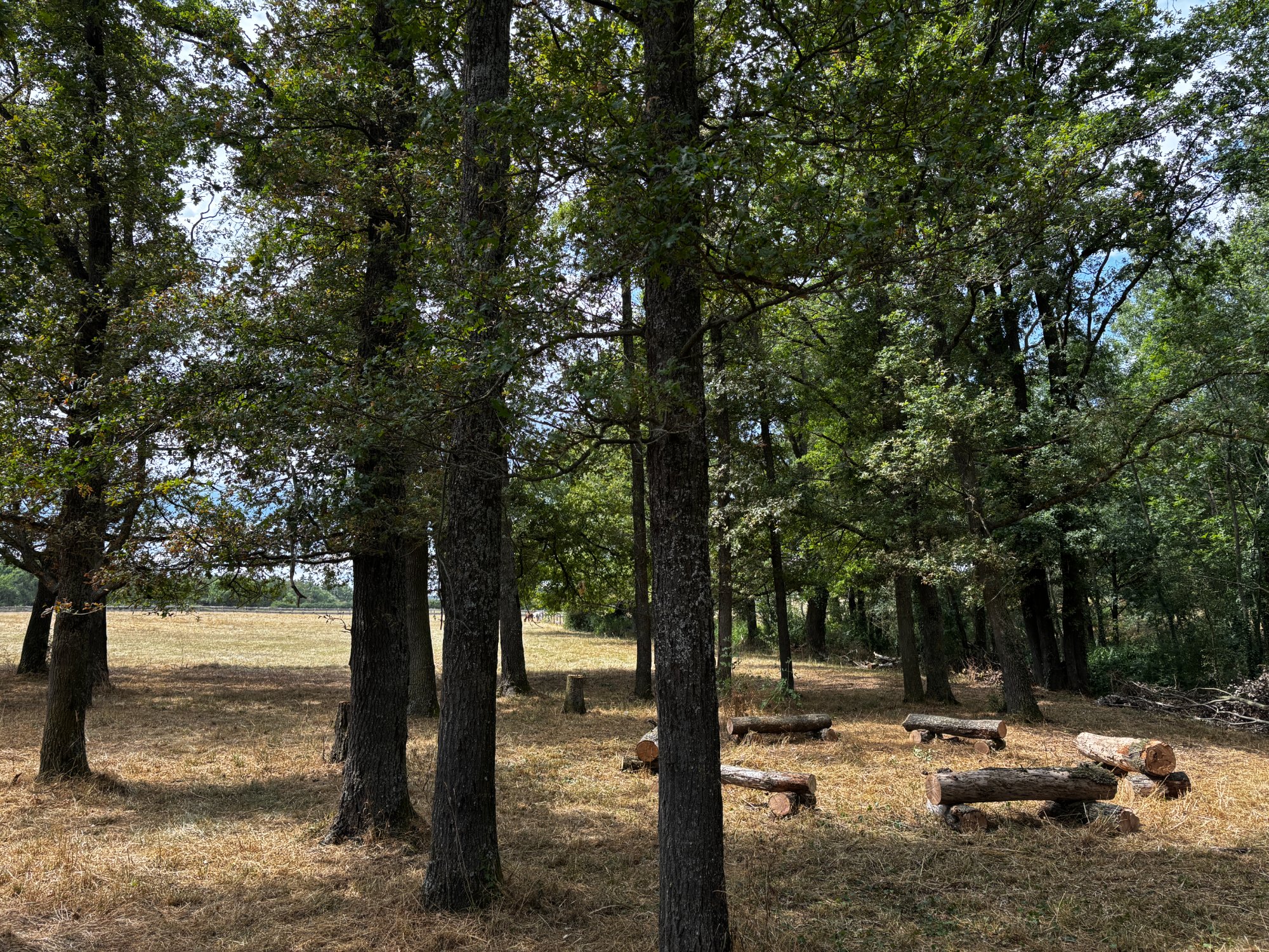 Espace nature avec bancs en bois