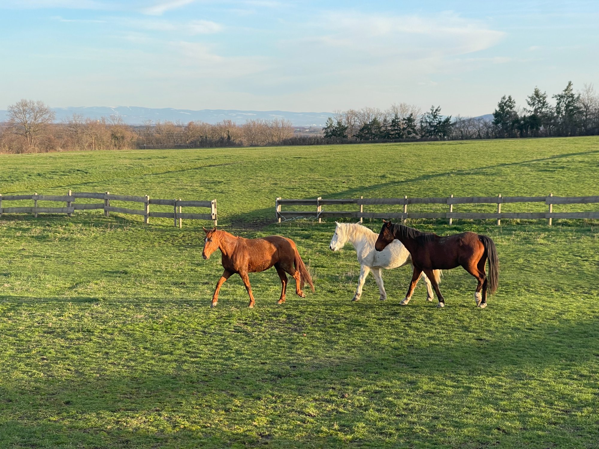 Vue panoramique avec chevaux dans la prairie